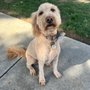 Photo of Max’s Groomer