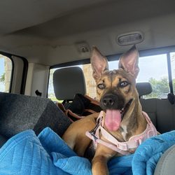 Wiggins Village Dog Park