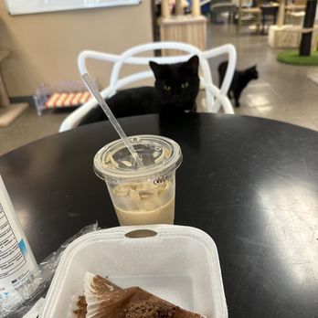 Kitty Brew Cat Cafe - a cup of coffee and a piece of cake - Pet Adoption Near Me - Mason, Ohio
