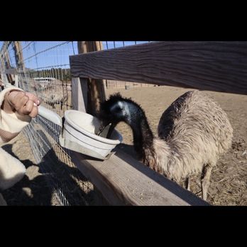 Ostrichland USA - Emu - Attraction Farms Near Me - Solvang, California Ostrichland USA - Emu - Attraction Farms Near Me - Solvang, California