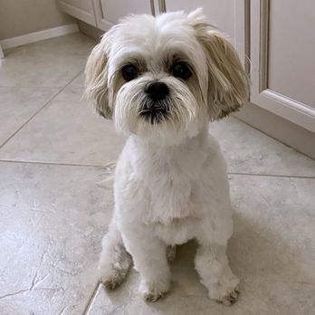 Pure Grooming - Absolute Serena cuteness thanks to Mike at Pure Grooming. - Pet Groomers Near Me - Poway, California Pure Grooming - Absolute Serena cuteness thanks to Mike at Pure Grooming. - Pet Groomers Near Me - Poway, California