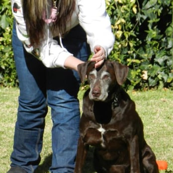 K9 Manners Matter - Pet Training Near Me K9 Manners Matter - Pet Training Near Me