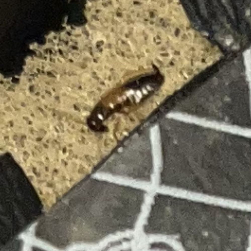 Bella Nails and Spa - Baby roaches - Nail Salons Near Me - Murrieta, California