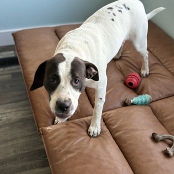 Just Dog N It - Lucy is one of the in house foster dogs needing a forever home. - Pet Groomers Near Me - Athens, Tennessee Just Dog N It - Lucy is one of the in house foster dogs needing a forever home. - Pet Groomers Near Me - Athens, Tennessee