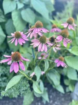 Bittersweet Farm Restaurant and Tavern by null