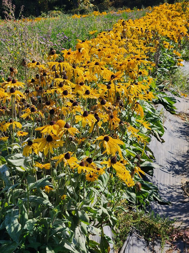 The Garlic Farm Logo