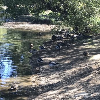 Lynx Lake - Ducks sleeping - Lakes Near Me - Prescott, Arizona Lynx Lake - Ducks sleeping - Lakes Near Me - Prescott, Arizona