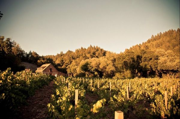 Merus Wines by null
