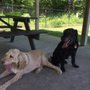 Photo of Four Paws Dog Park