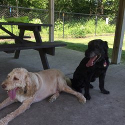 Four Paws Dog Park - Two of our dogs after they have played and played at the park, resting in the shade under the shelter.
