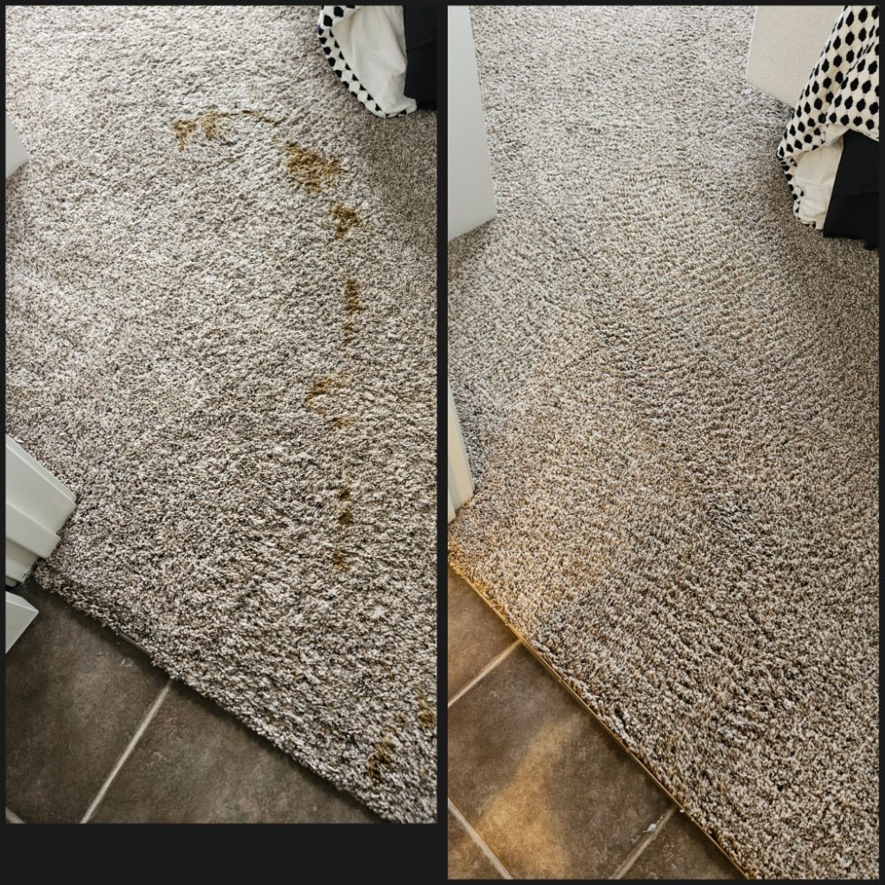 Premier Carpet Care - upholstery in Pittsburgh, PA