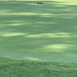 Rolling Oaks Golf Course - Walking up to green turtle