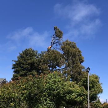 Jd Tree - Tree Services Near Me - Watsonville, California Jd Tree - Tree Services Near Me - Watsonville, California