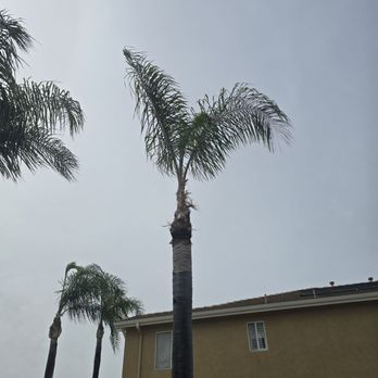 Integrated Tree Service - Tree Services Near Me Integrated Tree Service - Tree Services Near Me