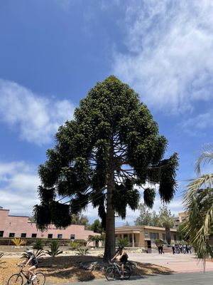 University of California, Santa Barbara by null
