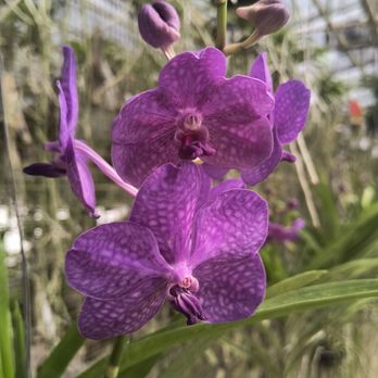 RF Orchids - Nurseries & Gardening Near Me - Homestead, Florida