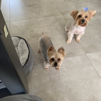 The Organic Paw - My Furbabies after being pampered by Organic Paw Grooming! - Pet Groomers Near Me The Organic Paw - My Furbabies after being pampered by Organic Paw Grooming! - Pet Groomers Near Me
