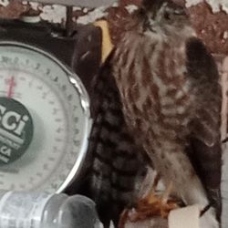 Lindsay Animal Control - Bird is near my front door can you pick up he looks hurt 5593339529