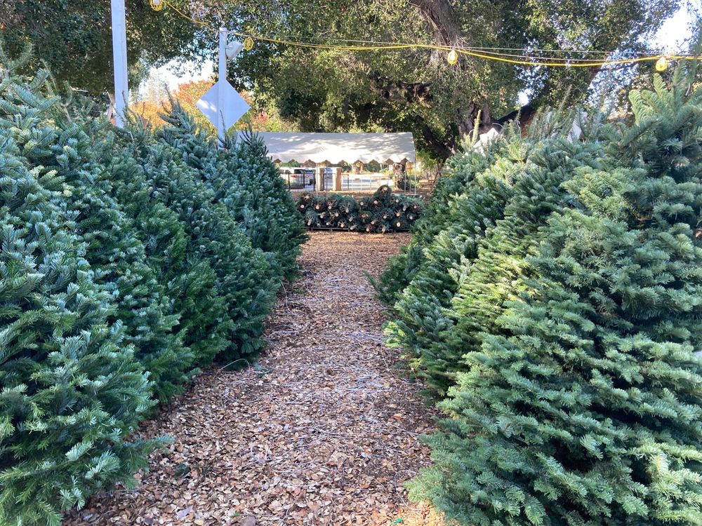 NATIVITY SCHOOL CHRISTMAS TREE LOT TEMP. CLOSED Updated June 2024
