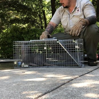 Lone Star Animal Removal - Two armadillos removed by hand from our technician chris! - Wildlife Control Near Me Lone Star Animal Removal - Two armadillos removed by hand from our technician chris! - Wildlife Control Near Me