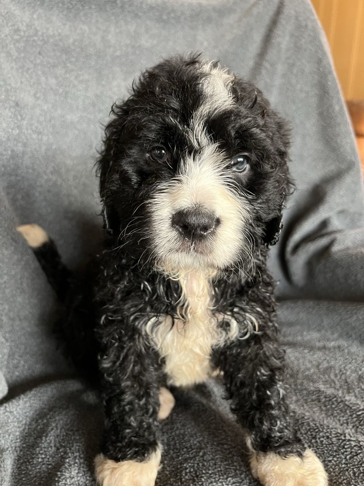 MACE AND MAYA MAGIC BERNEDOODLES 243 Azalea Trl, Moravian Falls