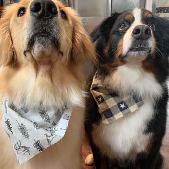 All Paw Spa - Pet Groomers Near Me - Ferndale, Michigan