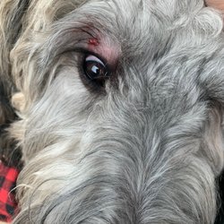 Ogden Dog Park
