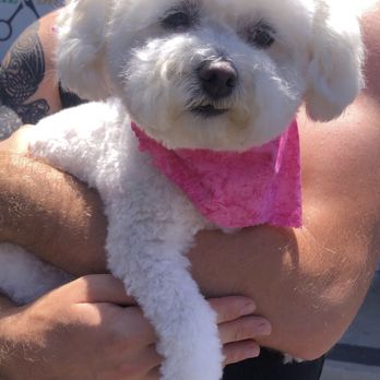Doggie Dos - Pet Groomers Near Me - La Mesa, California