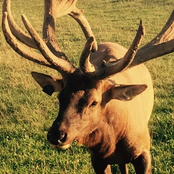 Amber Elk Ranch - Elk bull - Gift Shops Near Me - Ludington, Michigan