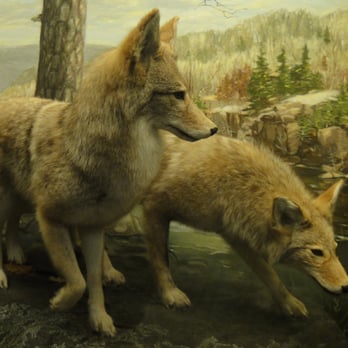 Bell Museum - Museums Near Me - Saint Paul, Minnesota Bell Museum - Museums Near Me - Saint Paul, Minnesota