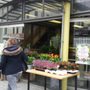 Flox bloemen en planten