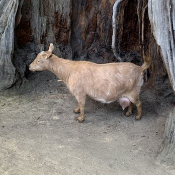 Sequoia Park Zoo - Brush the goats - Zoos Near Me - Eureka, California