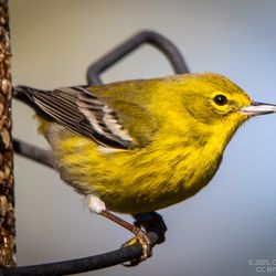 Wild Birds Unlimited