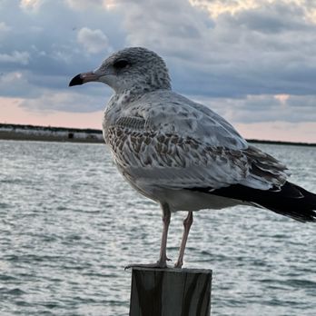 Lakeview Park - A bird very up close - Parks Near Me - Conneaut, Ohio