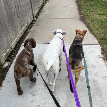 Ruby’s Round-Up - Dog Walkers Near Me Ruby’s Round-Up - Dog Walkers Near Me