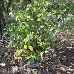 HARRY P LEU GARDENS - Updated September 2025 - 2283 Photos