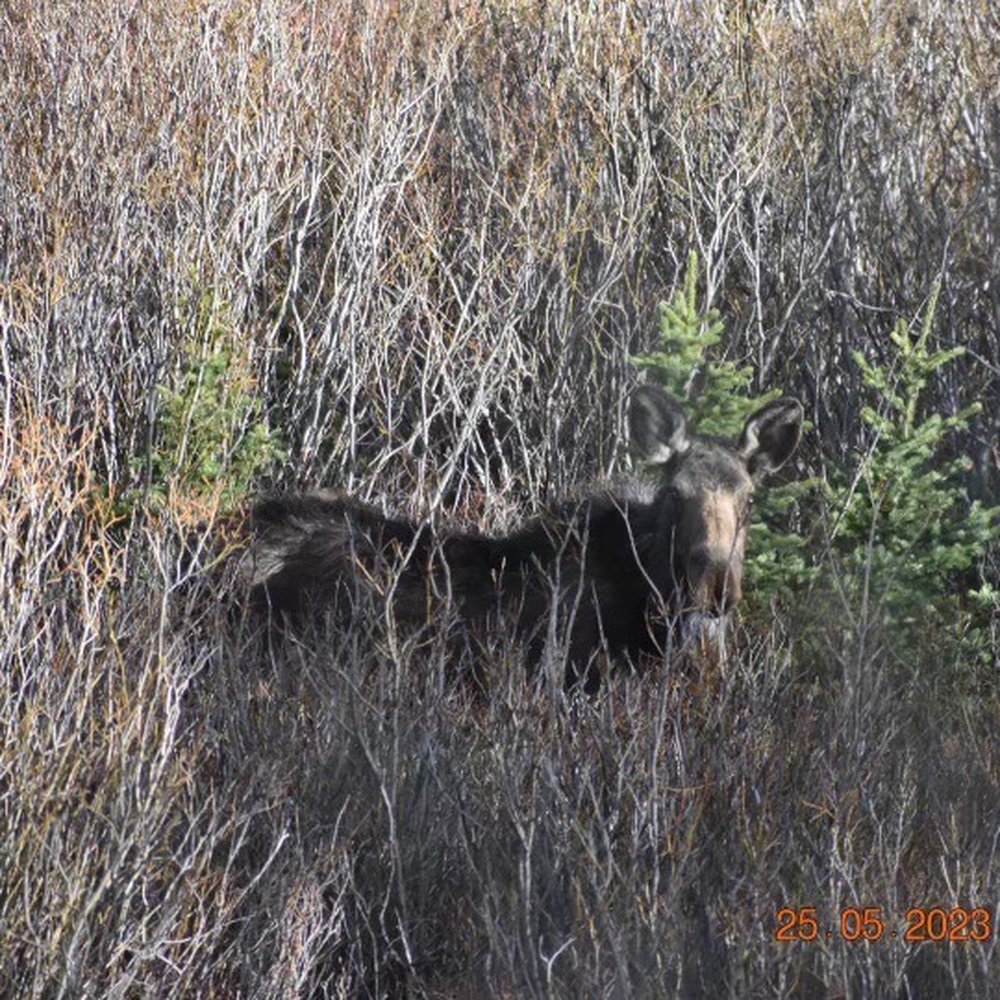 Horseshoe Campground - Moose! Saw a mother and a brand new baby +2 others. Four in total. - Campgrounds Near Me - Parshall, Colorado