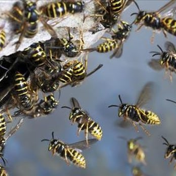 Blue Diamond Pest Control - Pest Control Near Me Blue Diamond Pest Control - Pest Control Near Me