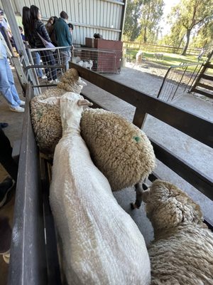 Caversham Wildlife Park by null