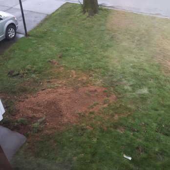 Woodpecker Stump Grinding - 2nd Stump: After - Tree Services Near Me Woodpecker Stump Grinding - 2nd Stump: After - Tree Services Near Me