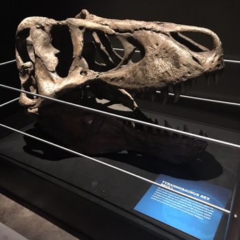 Field Museum - Museums Near Me - Chicago, Illinois Field Museum - Museums Near Me - Chicago, Illinois