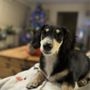 Photo of Jester’s Dachshunds