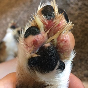 On the Spot Pet Care - On the Spot does not care for your pet as if it's their own! - Pet Groomers Near Me - American Fork, Utah On the Spot Pet Care - On the Spot does not care for your pet as if it's their own! - Pet Groomers Near Me - American Fork, Utah