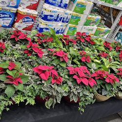 Lowe's Home Improvement - Beautiful poinsettias