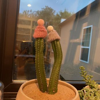 Plant Party - Love wins!  Wide selection of different colored plant beanies - Florists Near Me - Austin, Texas