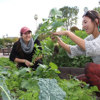 The Forge Garden - two women working in the garden - Educational Services Near Me - Santa Clara, California The Forge Garden - two women working in the garden - Educational Services Near Me - Santa Clara, California