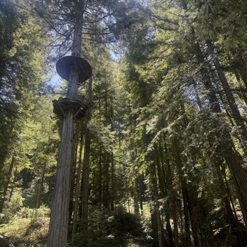 Sonoma Zipline Adventures - rappel down after high tree tops zip line! - Tours Near Me - Occidental, California Sonoma Zipline Adventures - rappel down after high tree tops zip line! - Tours Near Me - Occidental, California