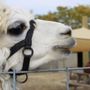 Photo of Kroll's Fall Harvest Farm