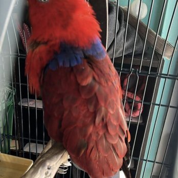 Pet Squire - Even birds and exotic animals! You see it all on their page and tour - Pet Boarding Near Me - Miami, Florida Pet Squire - Even birds and exotic animals! You see it all on their page and tour - Pet Boarding Near Me - Miami, Florida
