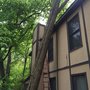 Photo of Mejicanos Tree Care